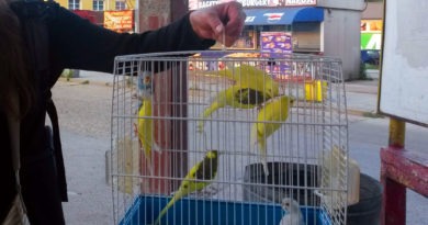 "Tie vtáčiky" v klietne na stanici v Nitre (8.6.2018)